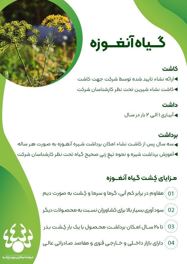 گیاه آنغوزه